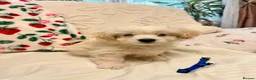 Bichon Frise dogs for sale: Bichon puppys for sale - Advert 8