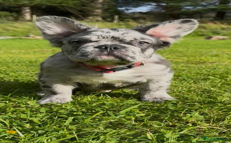French Bulldog dogs in Edinburgh - Advert 3