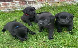 Labrador Retriever dogs for sale: Stunning Black Labrador Puppies KC Parents  - Image 18