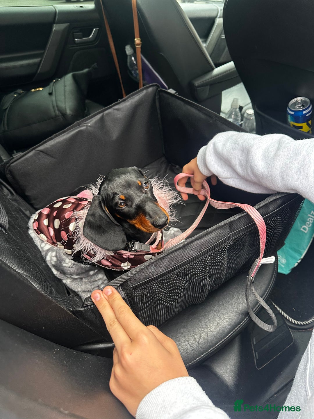 Miniature Dachshund dogs for sale: Miniature dachshund  - Image 5