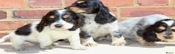 Cocker Spaniel dogs for sale: Quality Show type cocker spaniel puppies  - Advert 10