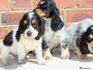 Cocker Spaniel dogs Quality Show type cocker spaniel puppies - Advert 11