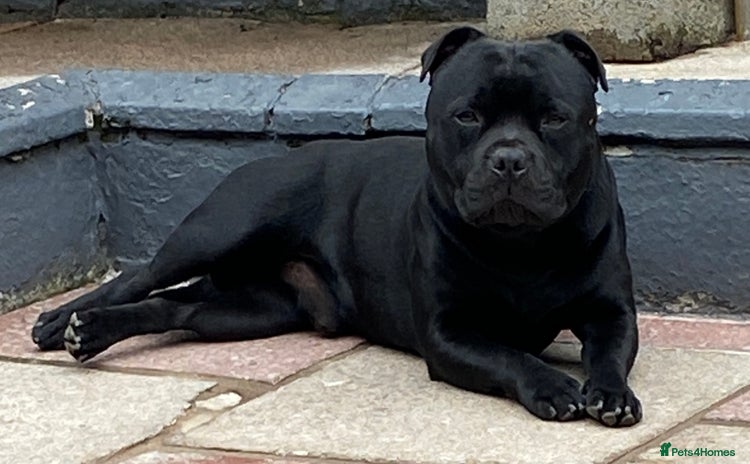 Staffordshire Bull Terrier dogs in Pontypridd - Advert 1