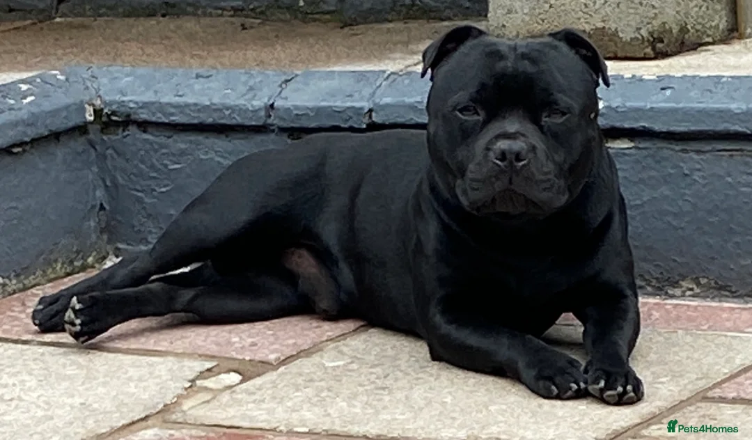 Staffordshire Bull Terrier dogs for stud: Stunning Champion Sired Stud  in Pontypridd - Advert 1