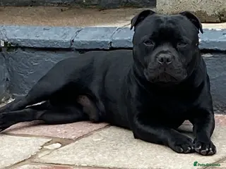 Staffordshire Bull Terrier dogs Stunning Champion Sired Stud in Pontypridd - Advert 4