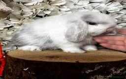 Mini Lop rabbits for sale: 🌟PURE BRED PEDIGREE MINI LOPS🌟 - Image 28