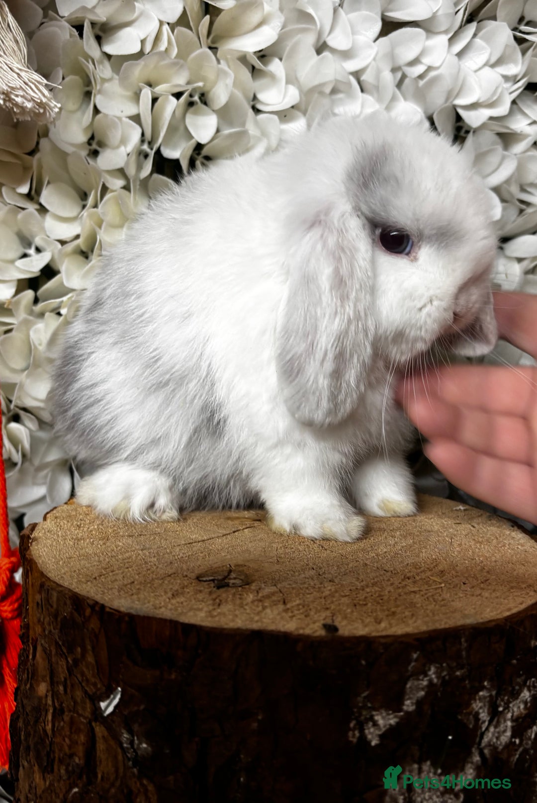 Mini Lop rabbits for sale: 🌟PURE BRED PEDIGREE MINI LOPS🌟 - Image 28