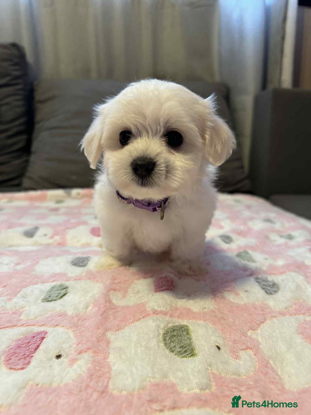 Maltese dogs for sale: Maltese puppies - Image 6