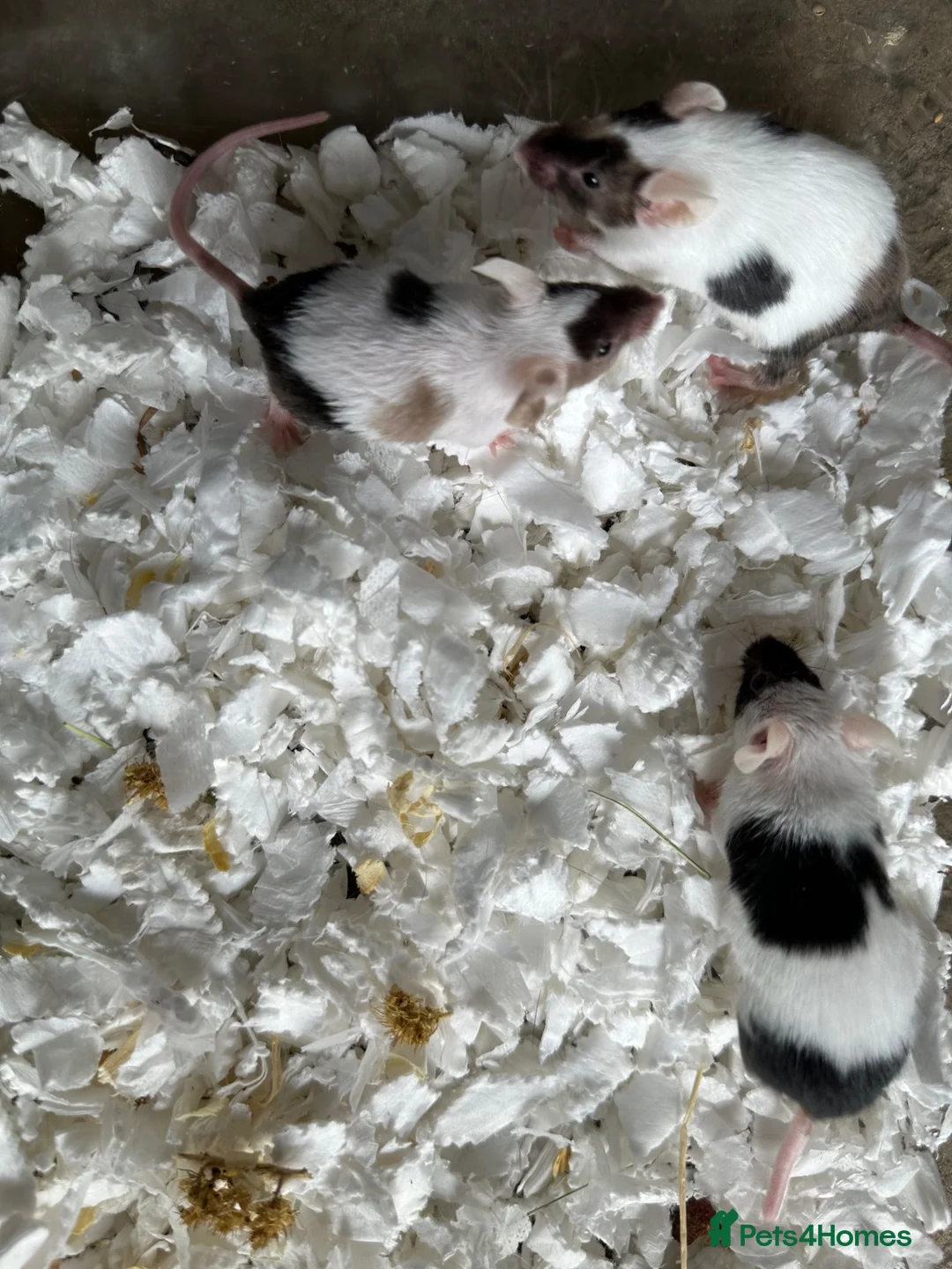 Mouse rodents for sale: Fancy Mice & African Pygmy Doormice Available  - Advert 2