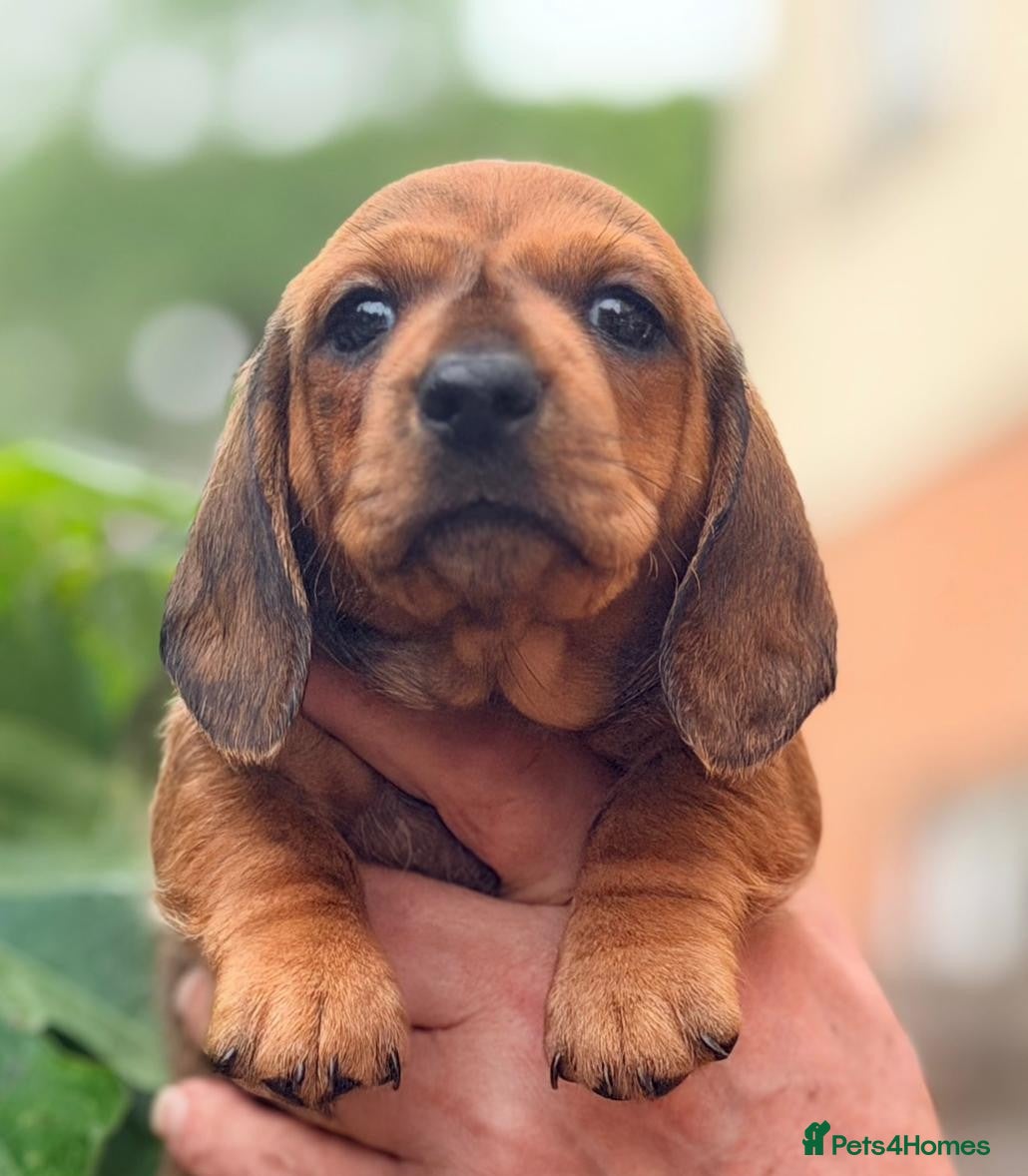 Miniature Dachshund dogs mini duchound - Advert 9