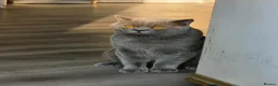 British Shorthair cats for sale: 6 Beautiful BSH Kittens - Advert 7