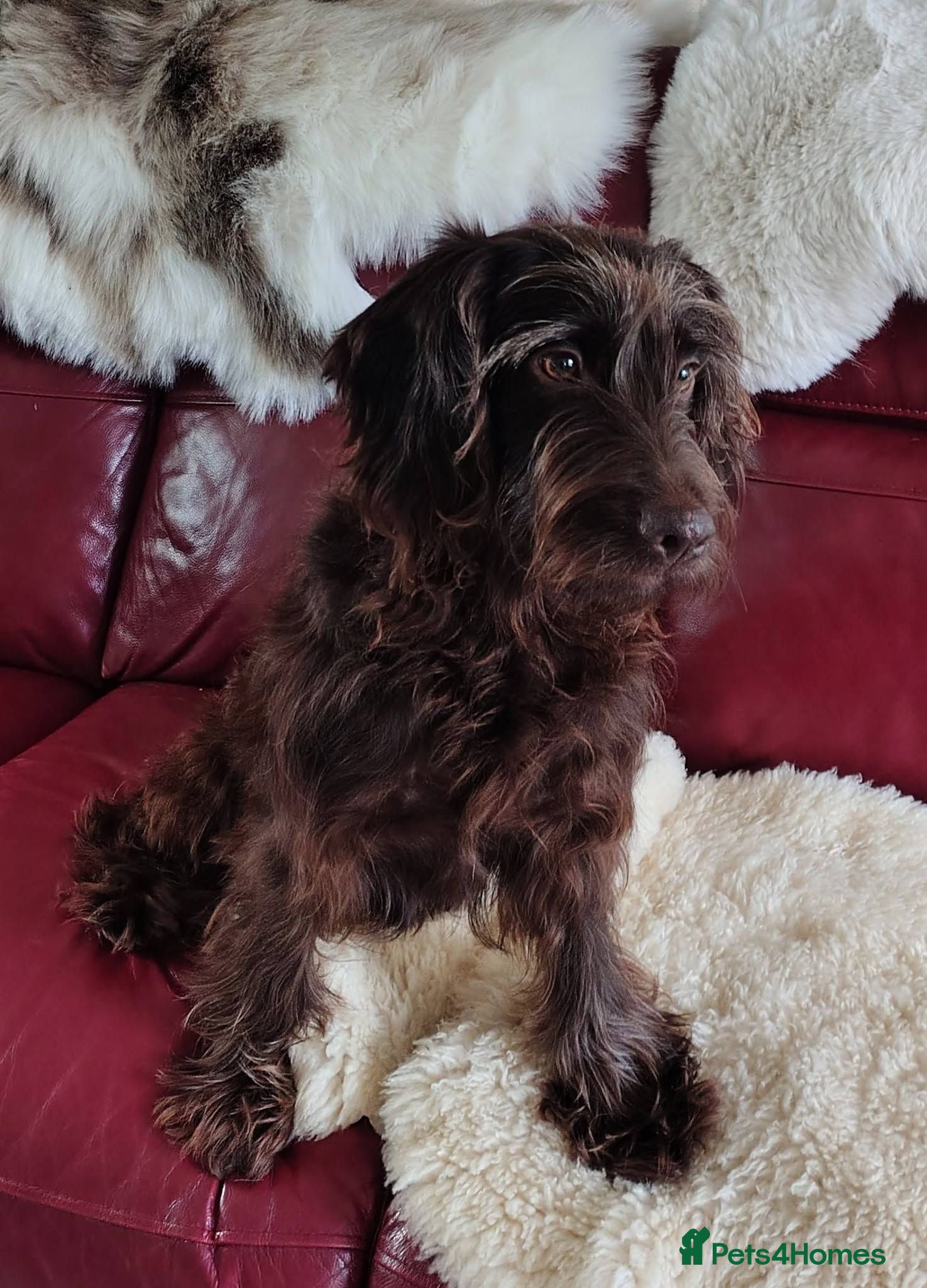 Cockapoo dogs ***FERN RESCUE* 4YO COCKAPOOFOR ADOPTION*** - Advert 5