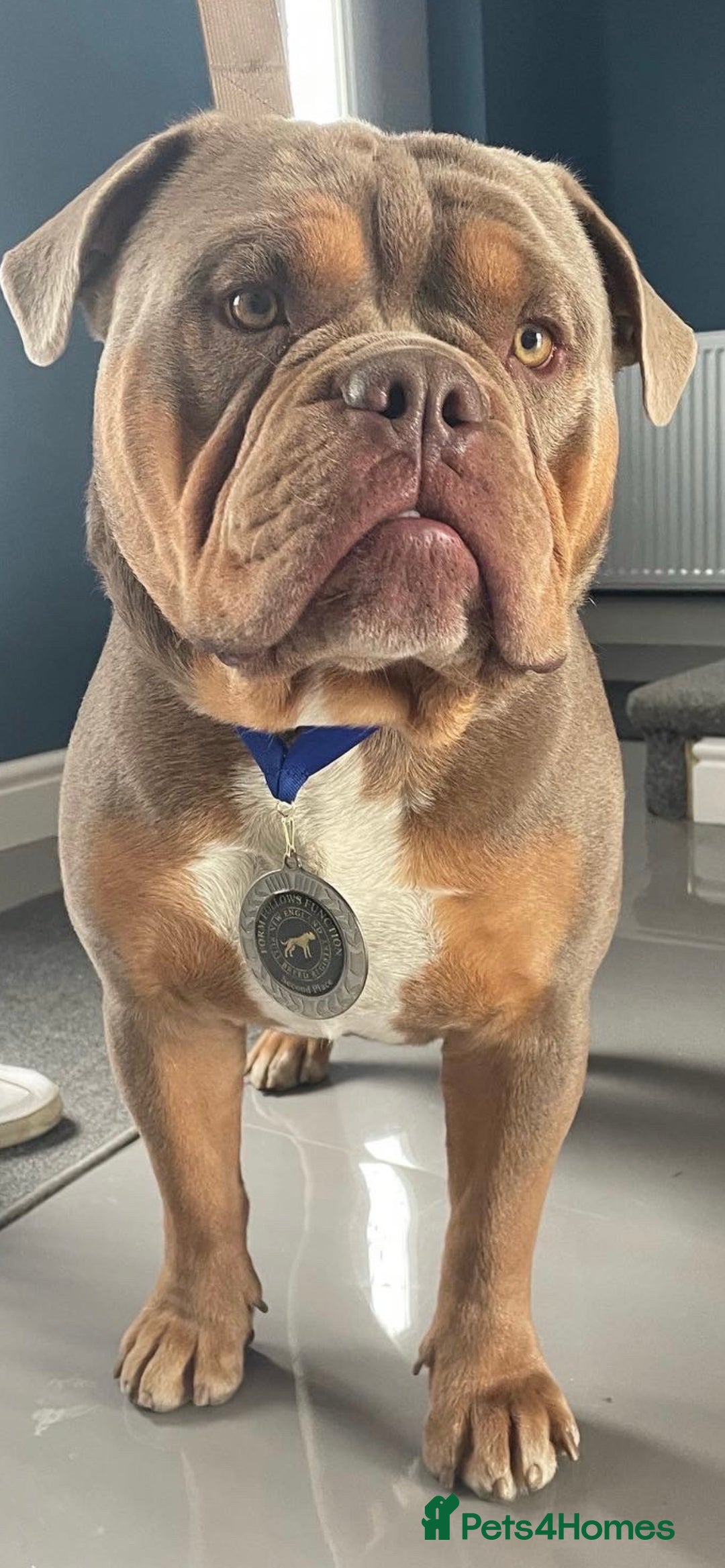 Olde English Bulldogge dogs for stud: 💥olde English bulldog stud💥 - Image 4