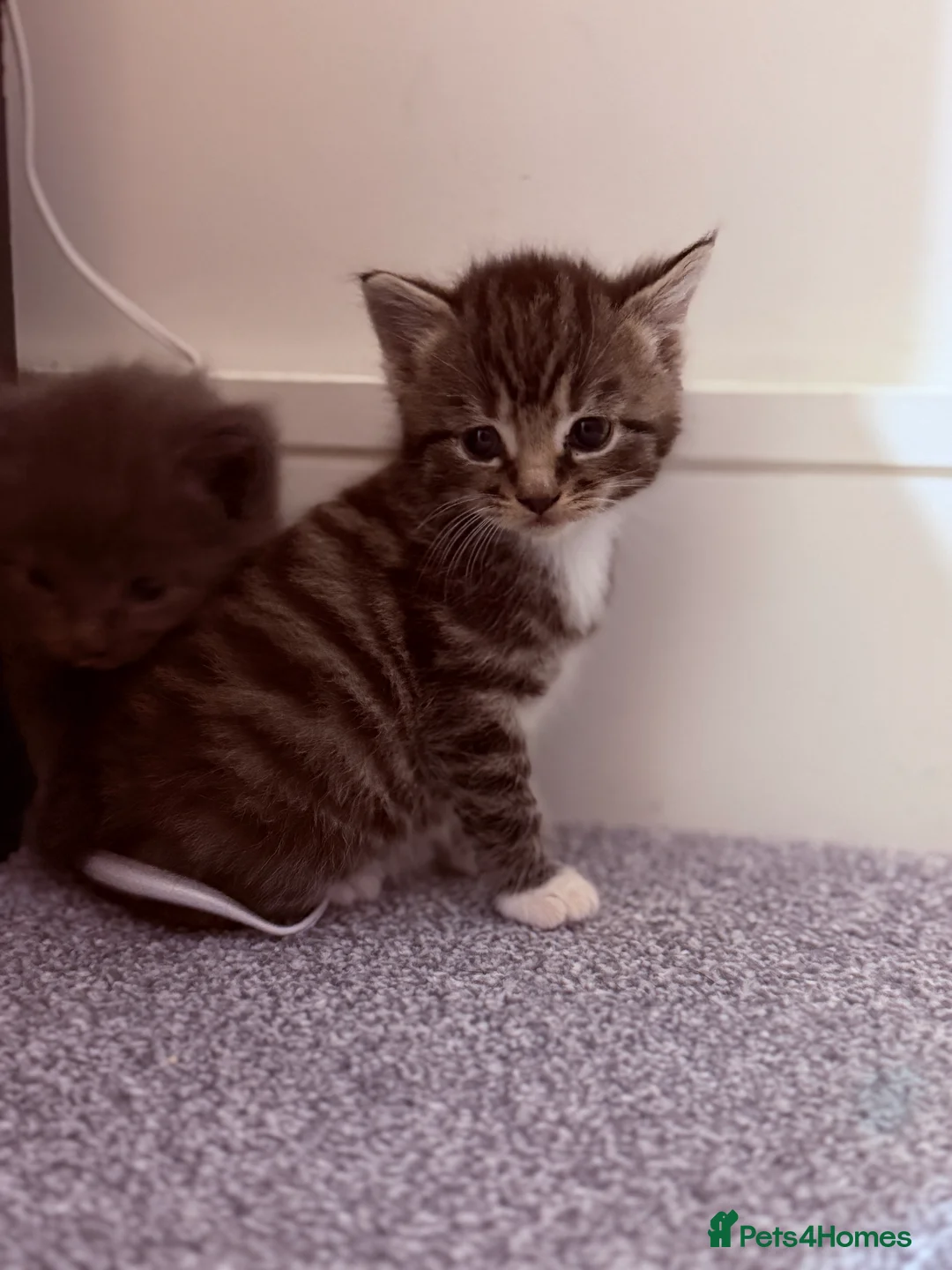 Mixed Breed cats for sale: No names yet - Advert 8