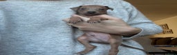 Italian Greyhound dogs for sale: KC Champion lines ⭐️ Italian Greyhound puppies  - Advert 29