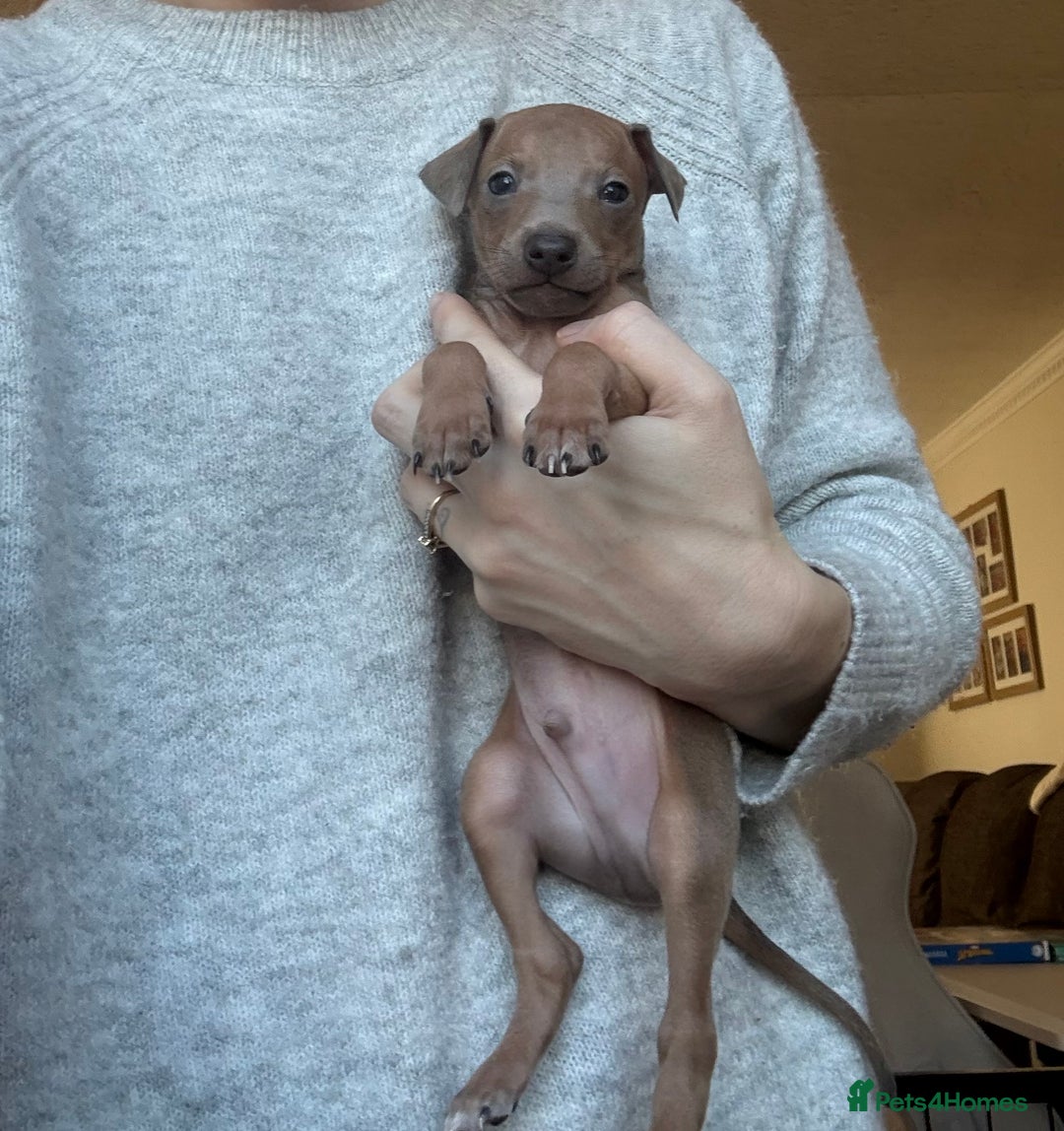Italian Greyhound dogs for sale: KC Champion lines ⭐️ Italian Greyhound puppies  - Advert 29