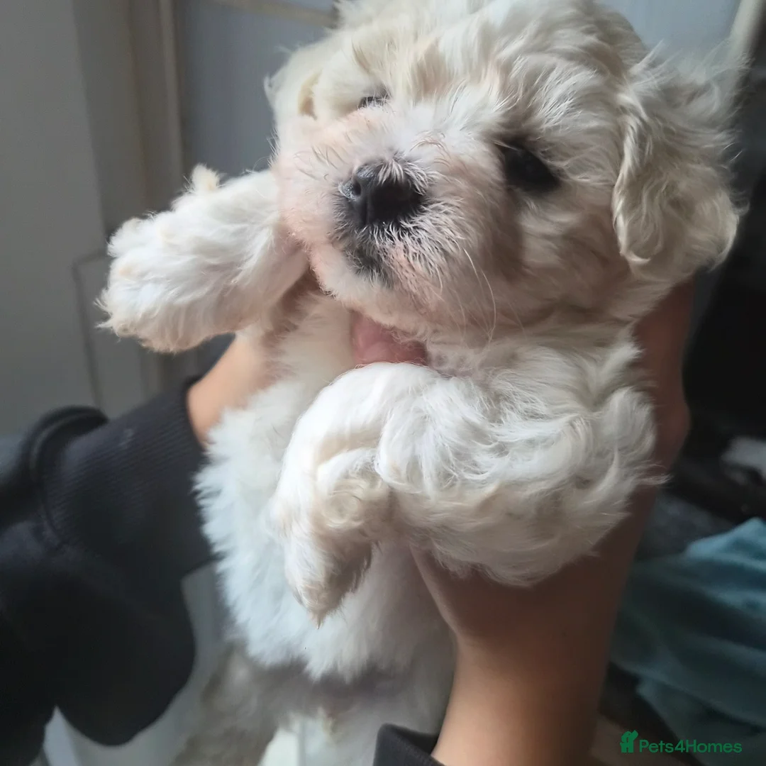 Bichon Frise dogs for sale: Bishon pedigree puppys - Advert 1