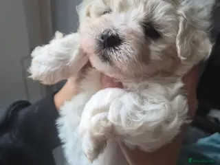 Bichon Frise dogs Bishon pedigree puppys - Advert 3