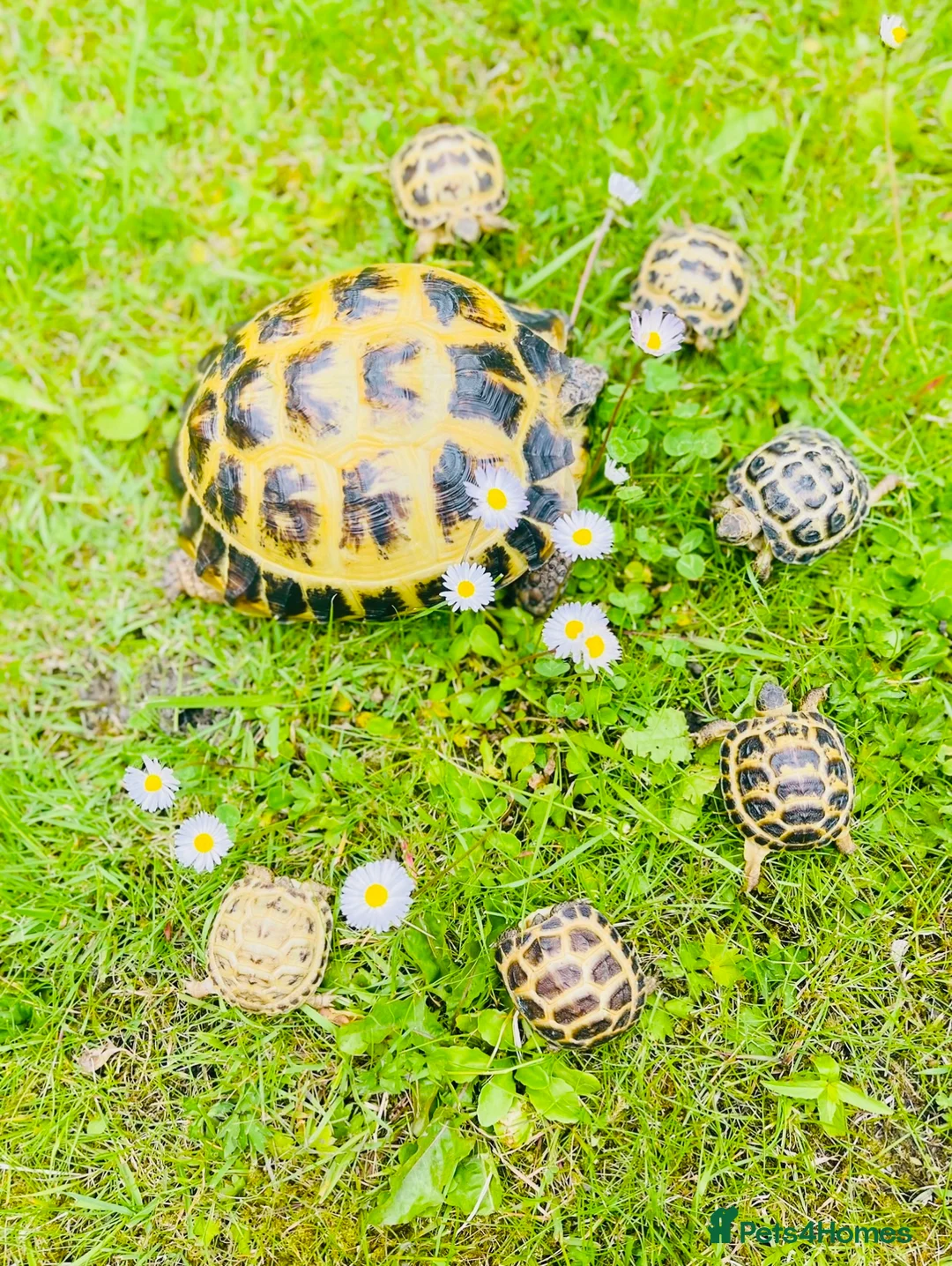Tortoise reptiles for sale: Baby Horsefield tortoises WOW AMAZING!! - Advert 5