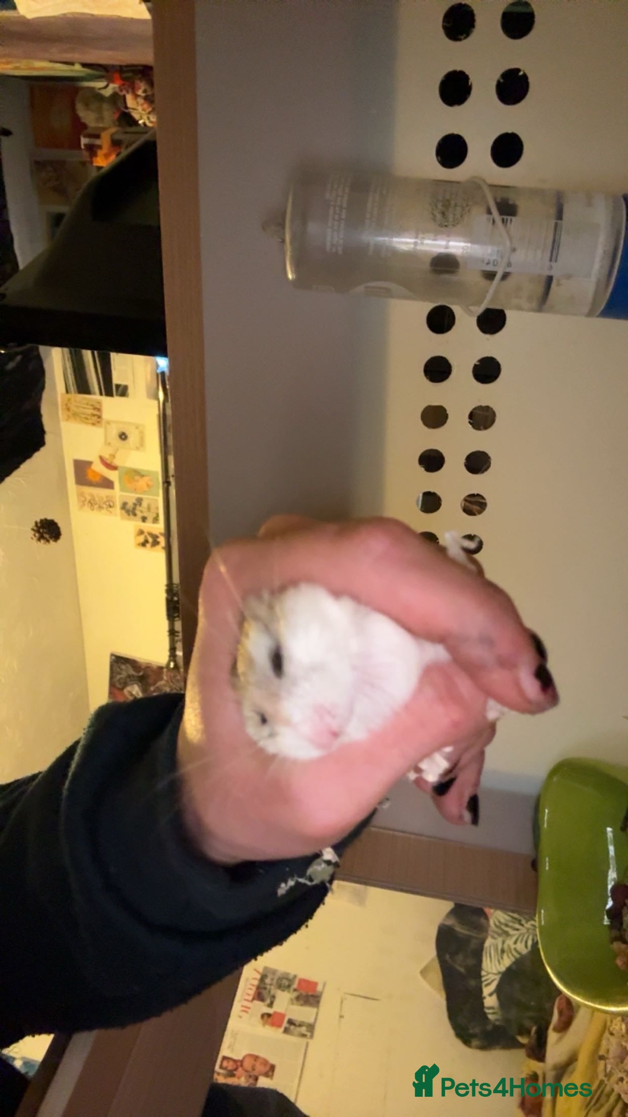 Hamster rodents One year old? Dwarf hamaster  - Advert 1