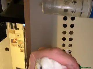 Hamster rodents One year old? Dwarf hamaster - Advert 1