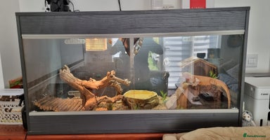 Bearded Dragon reptiles - Advert 11