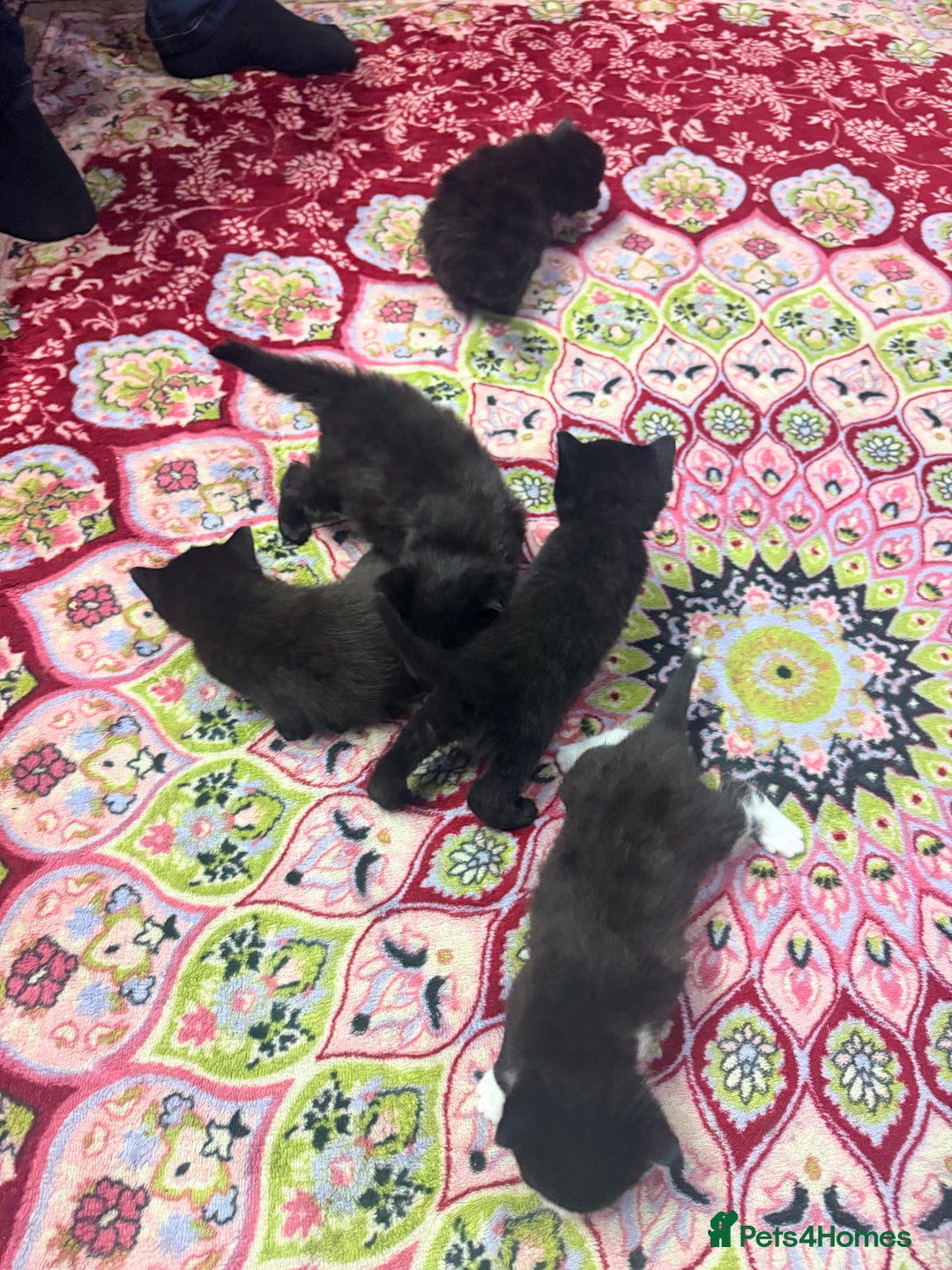 Mixed Breed cats for sale: Mixed breed - Advert 3