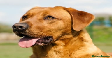 Labrador Retriever dogs - Advert 14