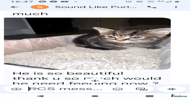 Mixed Breed cats - Advert 5