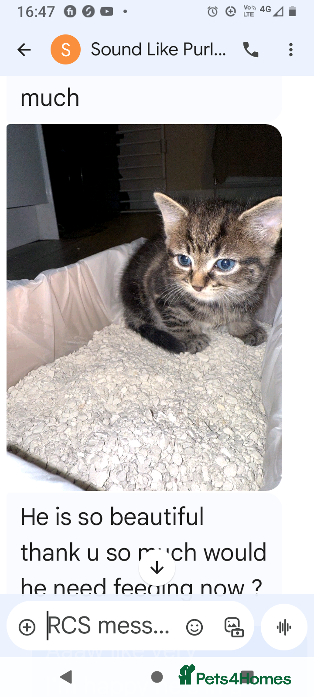 Mixed Breed cats for sale: Healthy microchiped  11 months male - Image 2