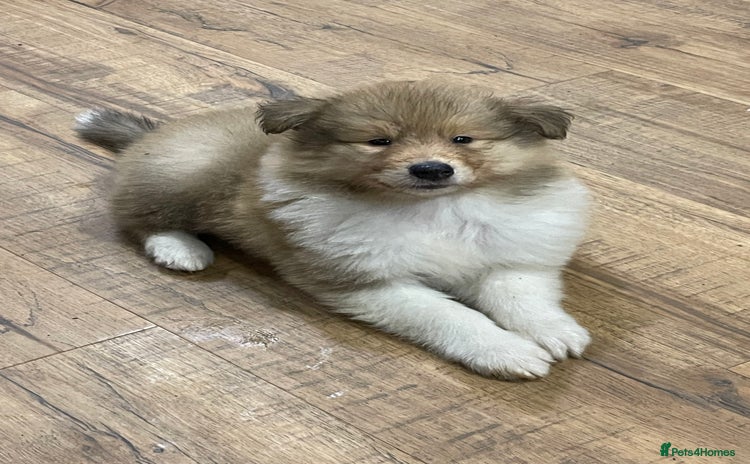 Rough Collie dogs - Advert 2