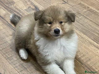 Rough Collie dogs KC Registered Sable and White Rough Collie - Advert 6