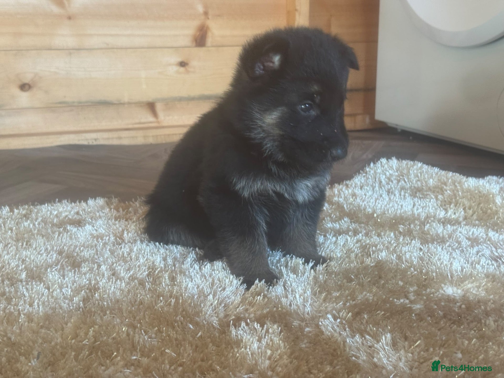German Shepherd dogs Kc reg German German shepherd puppies - Advert 13