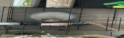 Gerbil rodents for sale: 11 month old gerbils looking for a new home in Egham - Advert 12