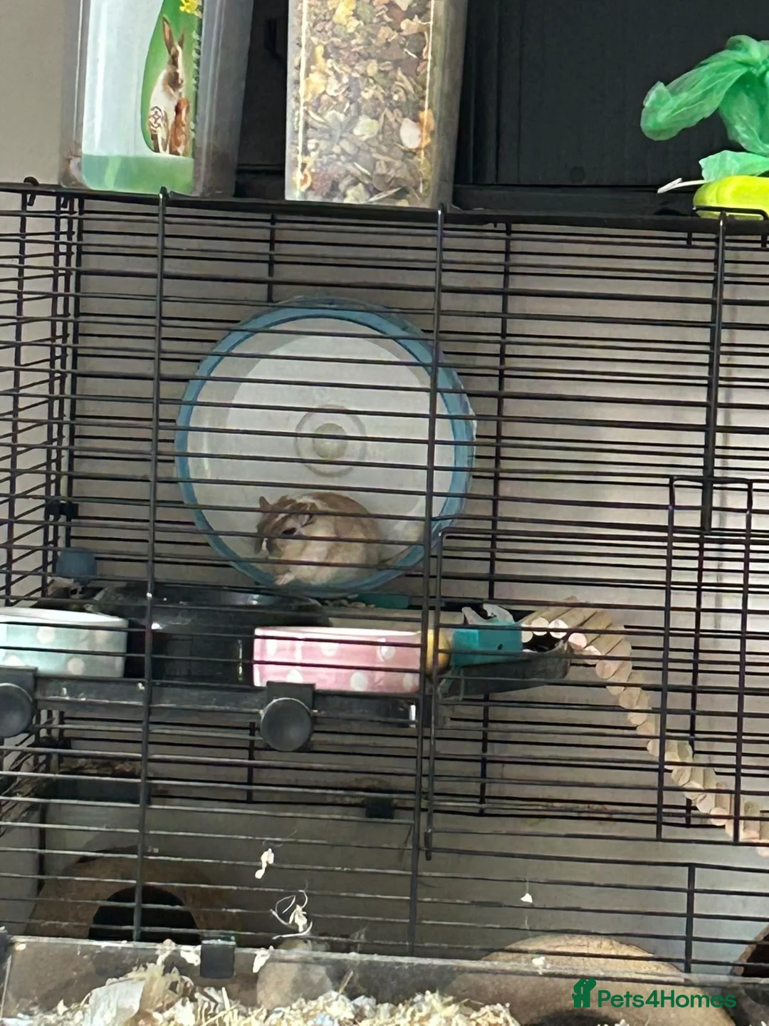 Gerbil rodents for sale: 11 month old gerbils looking for a new home in Egham - Advert 12