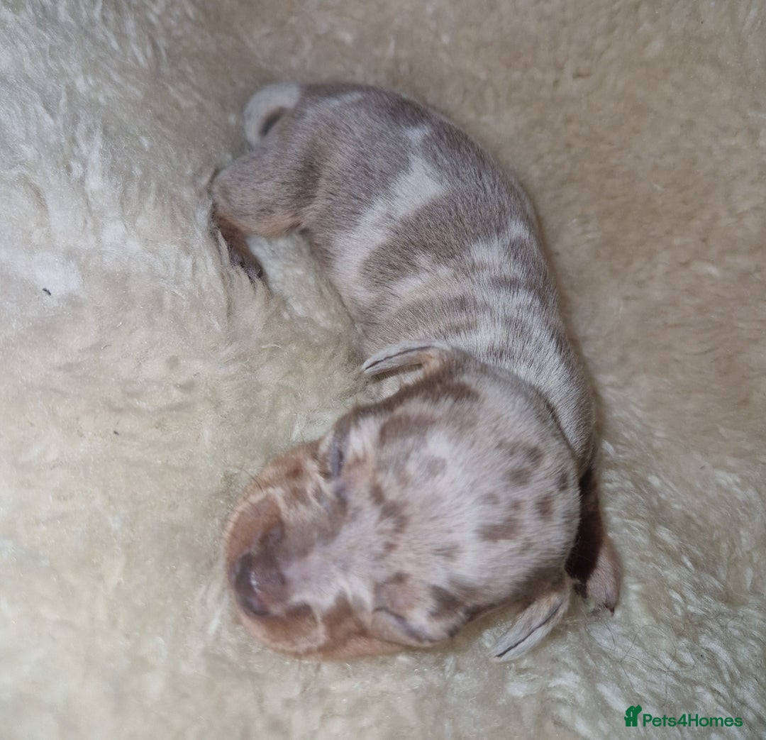 Dachshund dogs for sale: Beautiful litter of mini dachshunds  - Advert 7