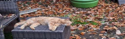 Mixed Breed cats for sale: Rare ginger female family cat  - Advert 3