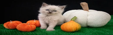 Ragdoll 2