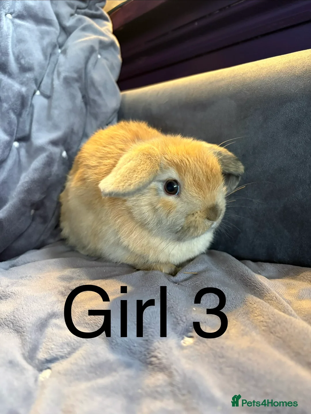 Mini Lop rabbits for sale: Stunning mini lops (vaccinated)  - Advert 7