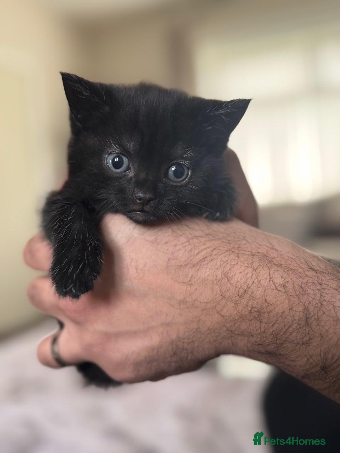 Mixed Breed cats for sale: Beautiful Kittens Available – Loving Homes Wanted - Advert 5