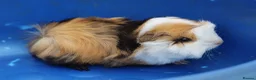 Guinea Pig rodents for sale: 3 Peruvian Baby Boars - Advert 7