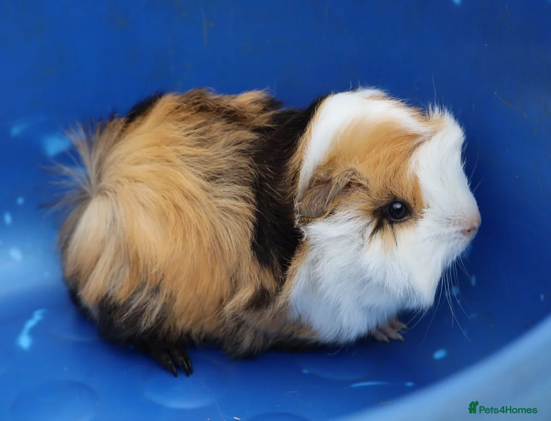Guinea Pig rodents for sale: 3 Peruvian Baby Boars - Advert 7