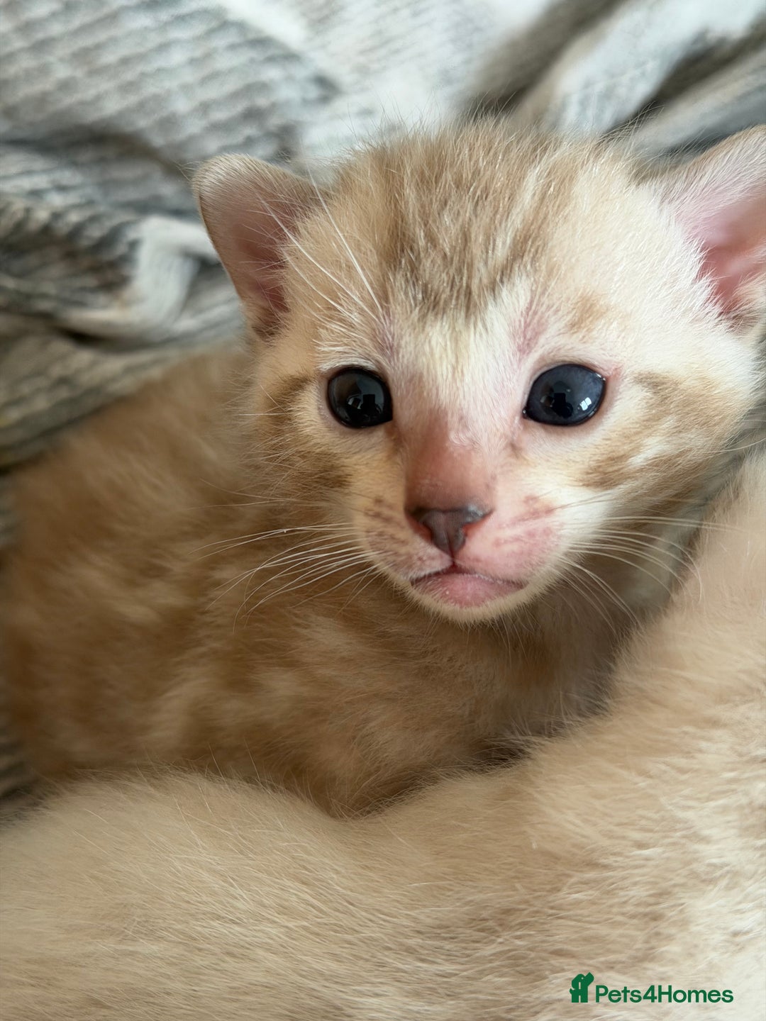 Bengal cats for sale: Snow Bengal Kittens, TICA Registered Pet only! - Advert 10