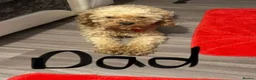 Cockapoo dogs for sale: Stunning Litter of Cockapoo Puppies  in Coventry - Advert 5