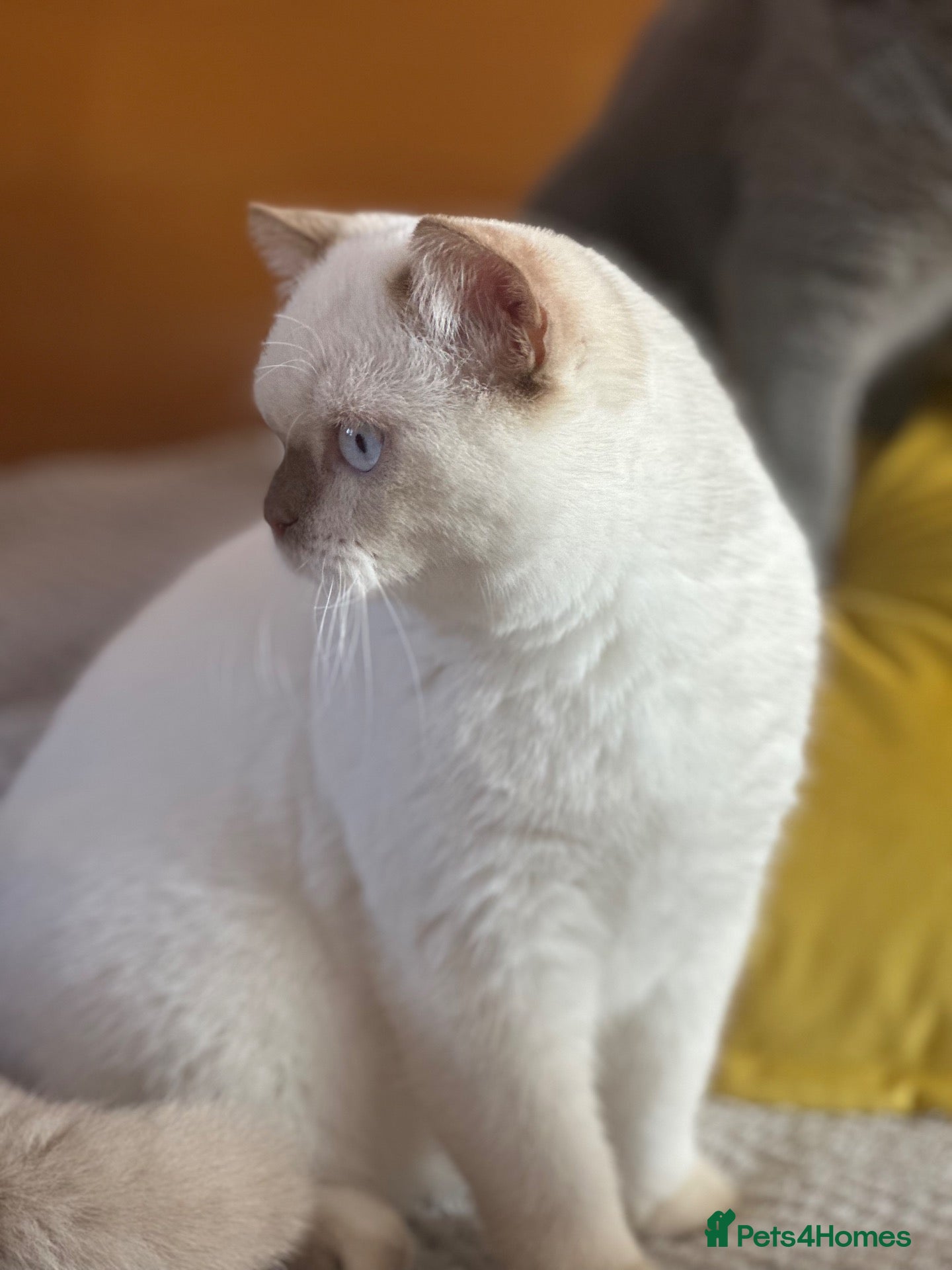 British Shorthair cats British shorthair rare colors  - Advert 2
