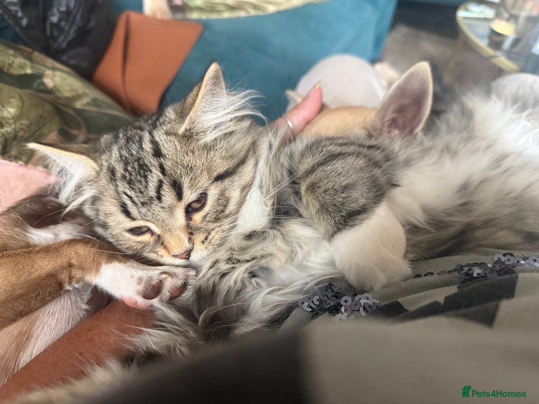 Persian cats for sale: Half Persian Beautiful Kittens  - Image 2