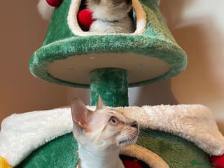 Bengal cats Beautiful Bengals able to leave. - Advert 20