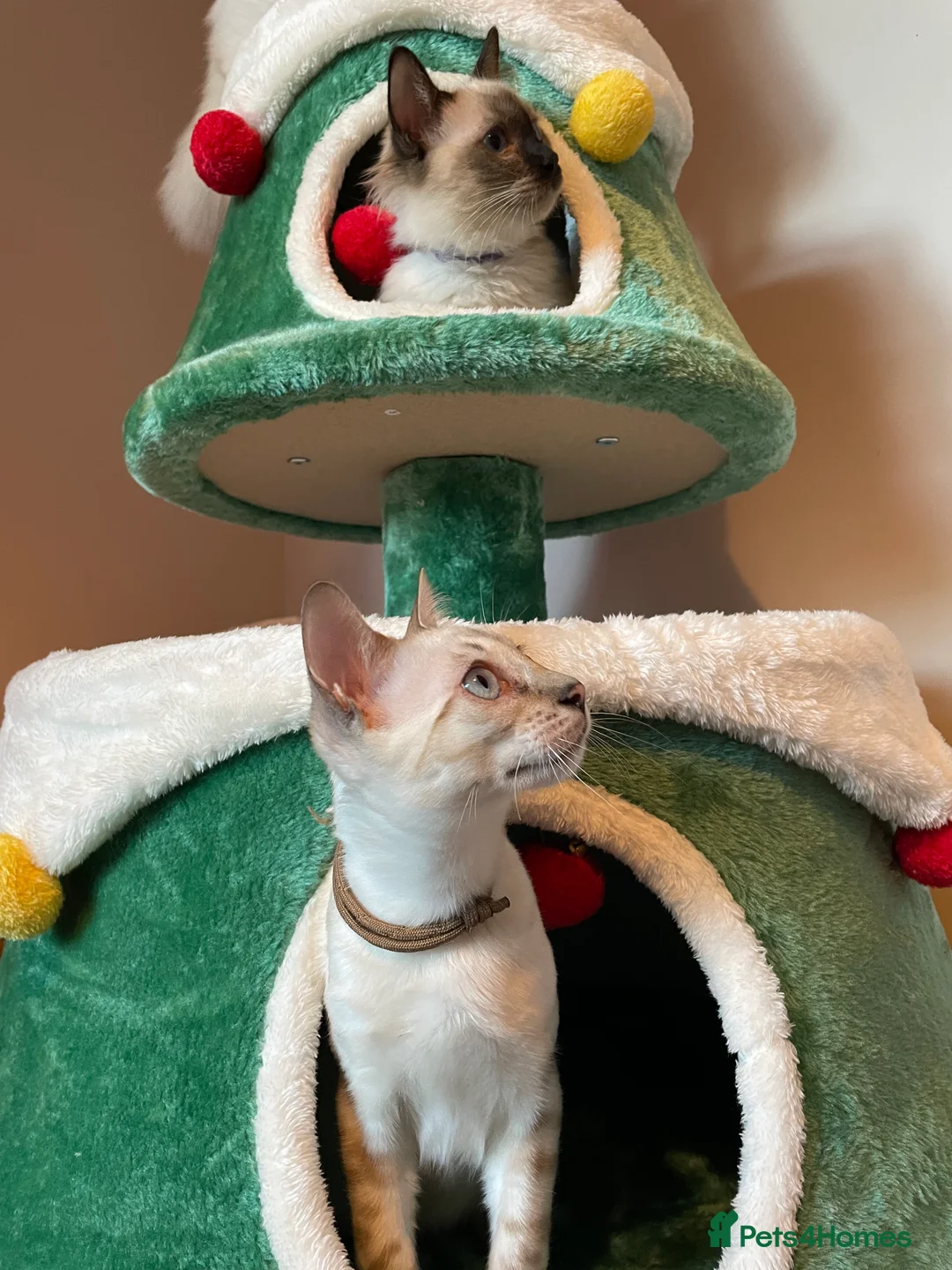 Bengal cats for sale:  Beautiful Bengals able to leave. - Advert 1