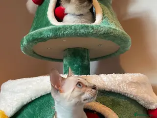 Bengal cats Beautiful Bengals able to leave. - Advert 5