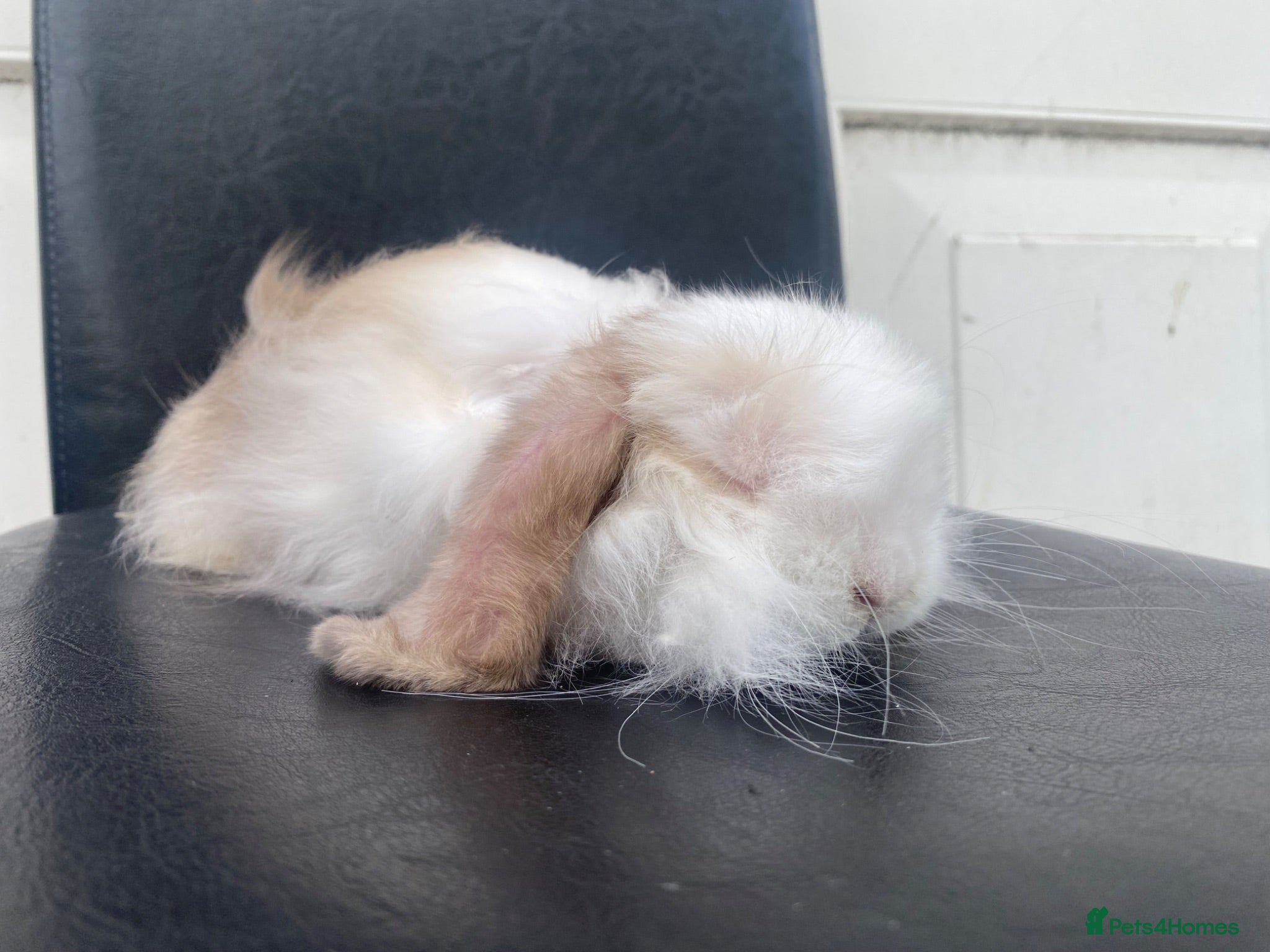 Mini Lop rabbits Mini lop  ready now - Advert 17